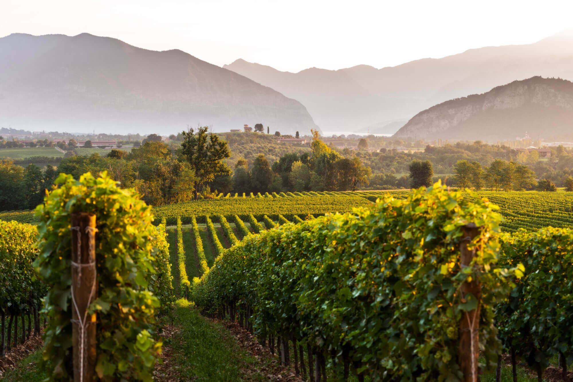 Workshop Franciacorta por quem faz