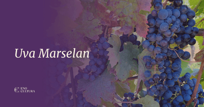 Uva Marselan